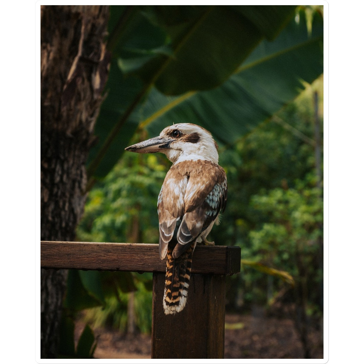 Kookaburra Sticker