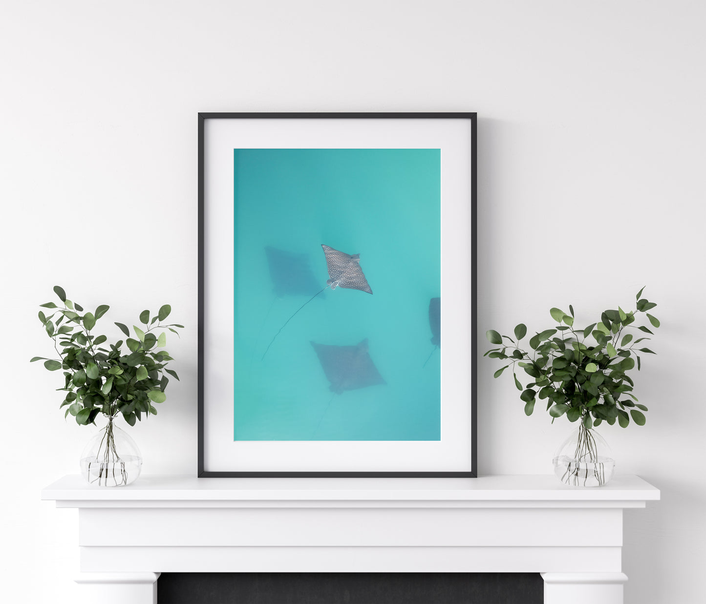 Still Waters - Eagle Rays