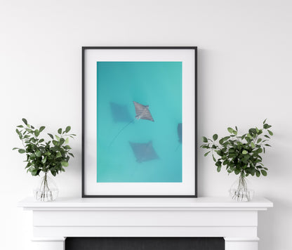 Still Waters - Eagle Rays