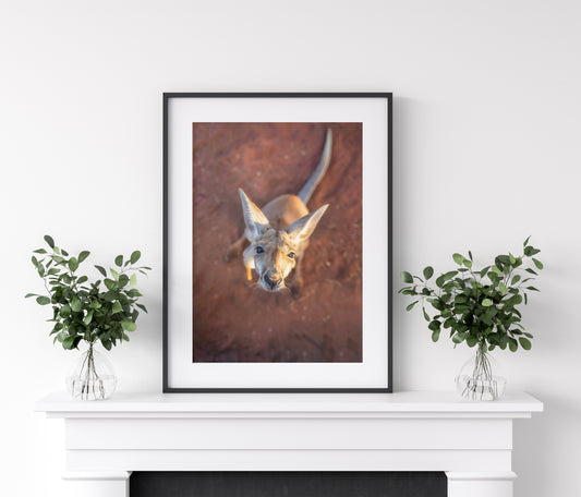 Red Earth Wanderer, Kangaroo - Outback WA