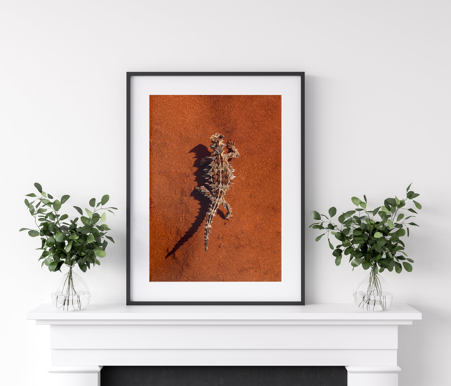 Thorny Devil - Shark Bay