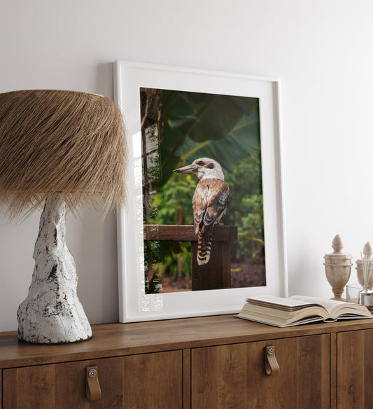 Blue Winged Kookaburra