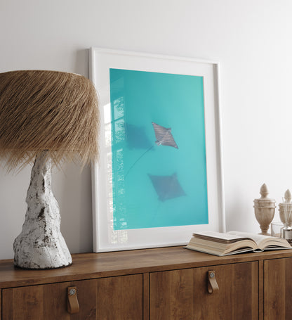 Still Waters - Eagle Rays