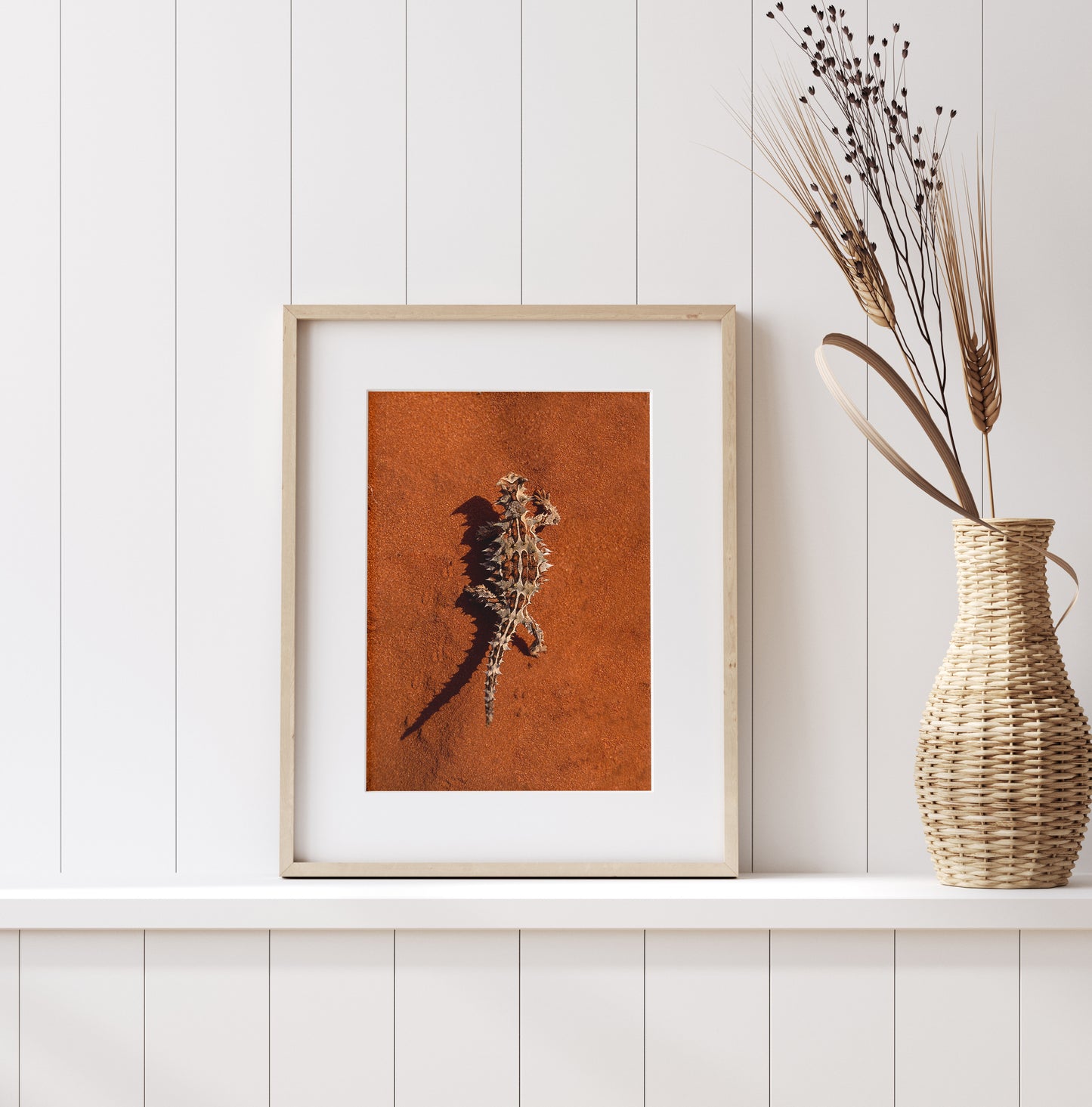 Thorny Devil - Shark Bay