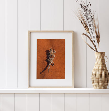 Thorny Devil - Shark Bay