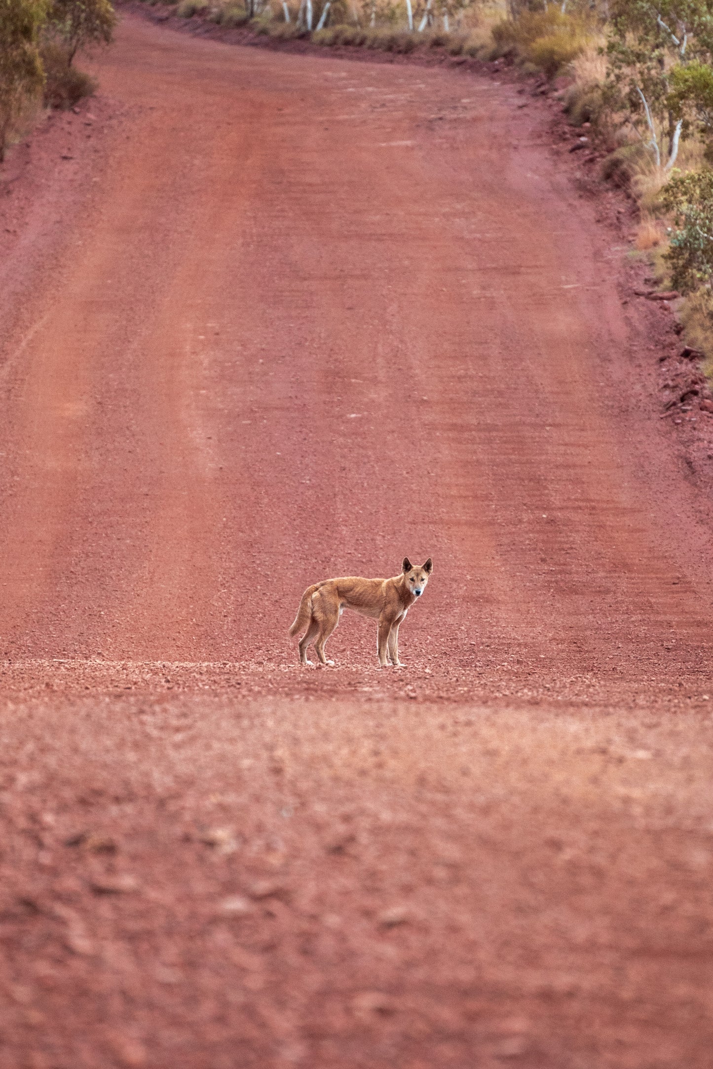 Dingo