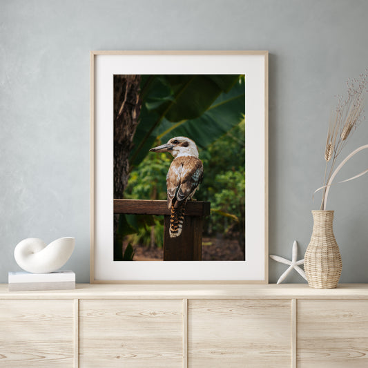 Blue Winged Kookaburra