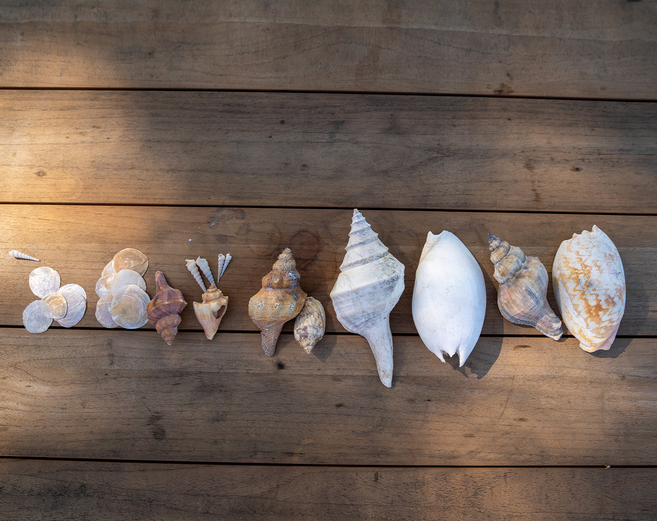 Shells of the Tiwi Islands