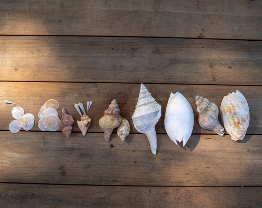 Shells of the Tiwi Islands