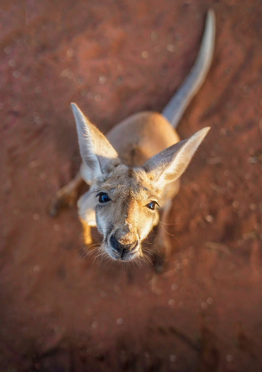 Red Earth Wanderer, Kangaroo - Outback WA