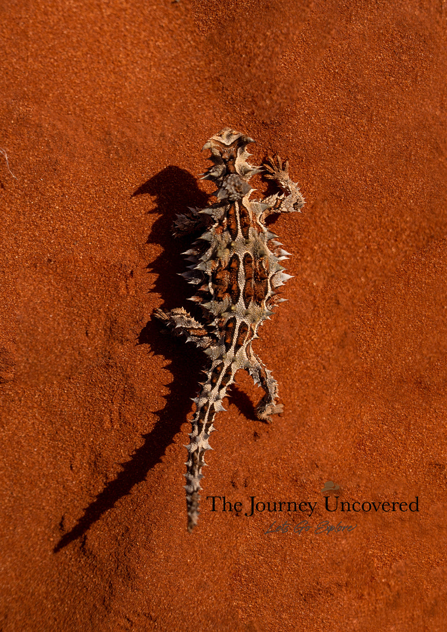 Thorny Devil - Shark Bay