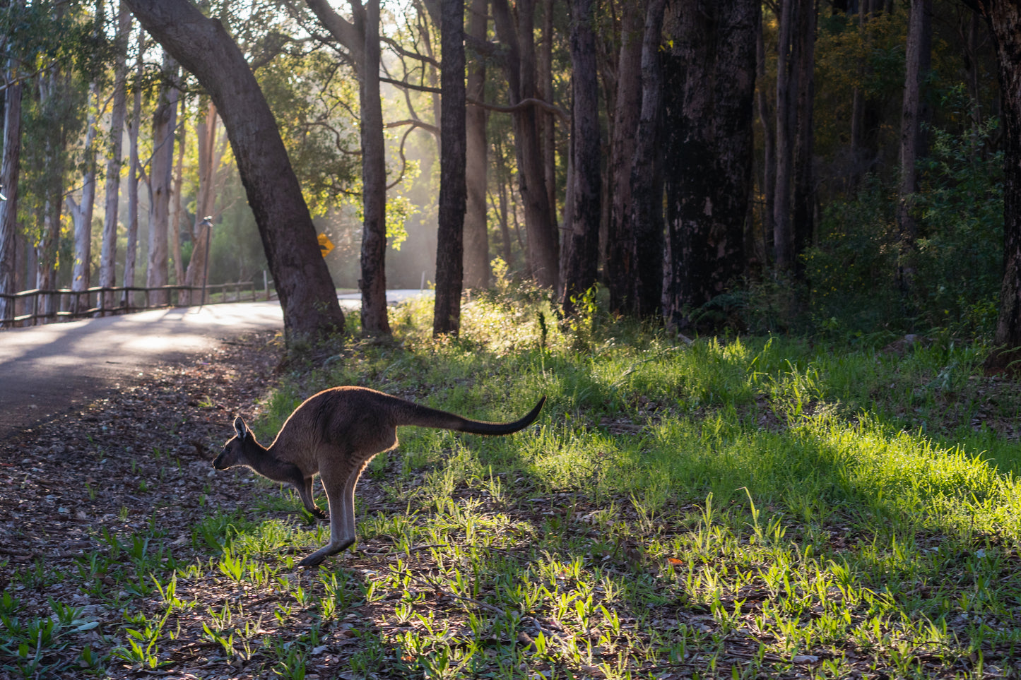 Into the Bush, Western Australia