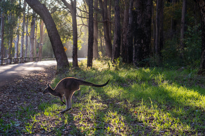 Into the Bush, Western Australia