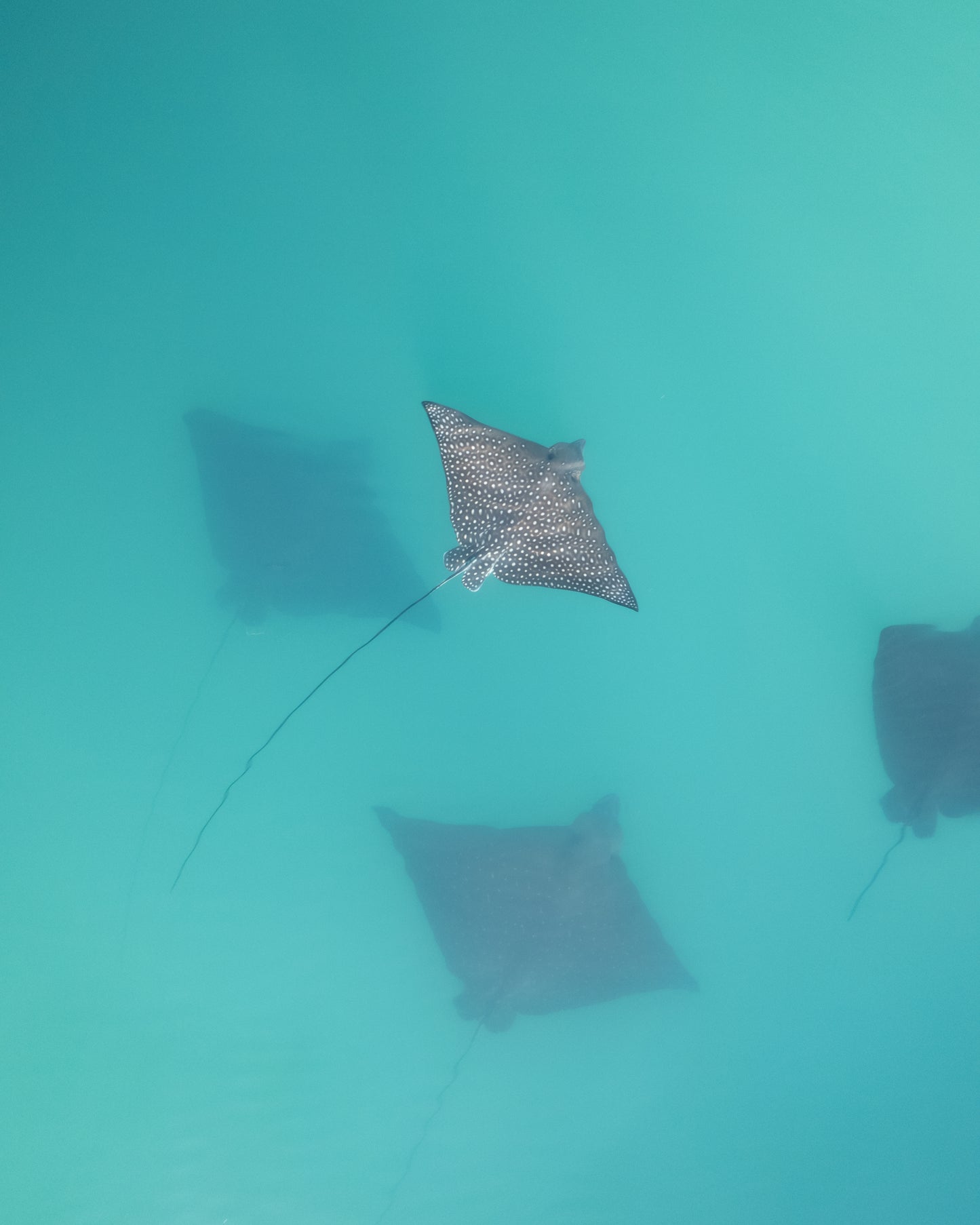 Still Waters - Eagle Rays