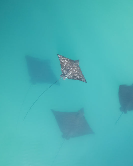 Still Waters - Eagle Rays