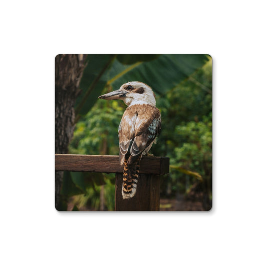 Kookaburra Coaster