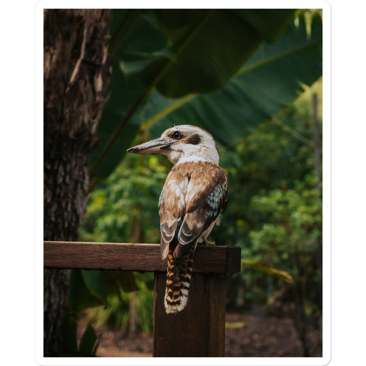 Kookaburra Sticker