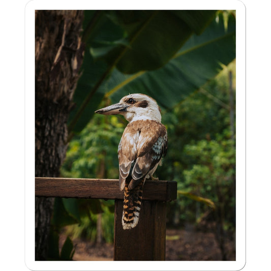 Kookaburra Sticker