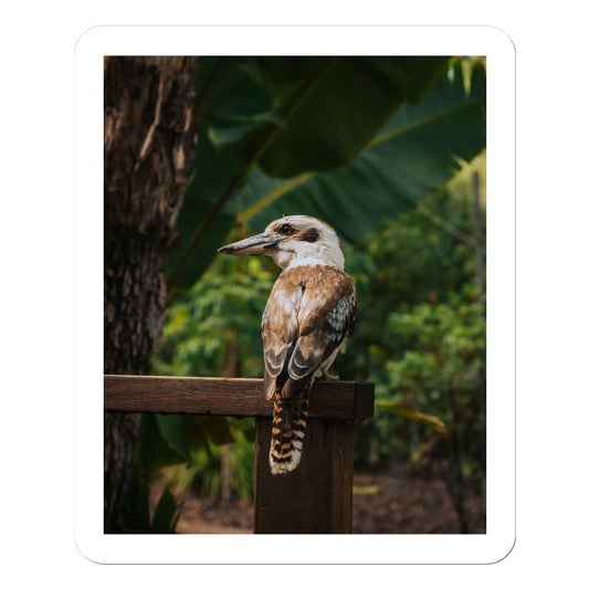 Kookaburra Sticker